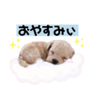 タレ目のテディさん♡（個別スタンプ：2）