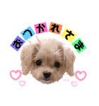 タレ目のテディさん♡（個別スタンプ：5）