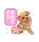 タレ目のテディさん♡（個別スタンプ：20）