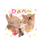 タレ目のテディさん♡（個別スタンプ：24）