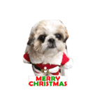 はじめてのクリスマル（個別スタンプ：1）