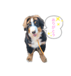 かよこの仲間たち（個別スタンプ：1）