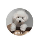 ビションフリーゼ①（個別スタンプ：1）