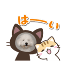 ビションフリーゼ①（個別スタンプ：6）