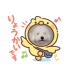 ビションフリーゼ①（個別スタンプ：7）