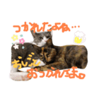 mariの愉快な3兄弟①きなこ ごま しずく（個別スタンプ：2）