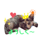 mariの愉快な3兄弟①きなこ ごま しずく（個別スタンプ：3）