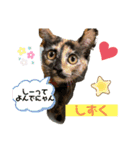 mariの愉快な3兄弟①きなこ ごま しずく（個別スタンプ：9）