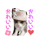 mariの愉快な3兄弟①きなこ ごま しずく（個別スタンプ：11）