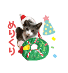 mariの愉快な3兄弟①きなこ ごま しずく（個別スタンプ：12）