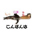 mariの愉快な3兄弟①きなこ ごま しずく（個別スタンプ：14）