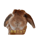 ここじ（個別スタンプ：1）