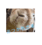 ここじ（個別スタンプ：10）
