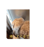 ここじ（個別スタンプ：13）