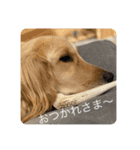 ゴールデンレトリバー のログ2（個別スタンプ：2）