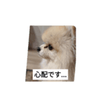 Leon's daily stamp #2（個別スタンプ：3）