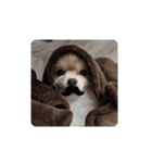 Leon's daily stamp #2（個別スタンプ：4）