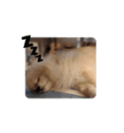 Leon's daily stamp #2（個別スタンプ：8）