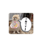 Leon's daily stamp #2（個別スタンプ：12）