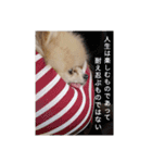 Leon's daily stamp #2（個別スタンプ：13）