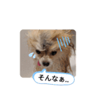 Leon's daily stamp #2（個別スタンプ：15）