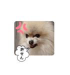 Leon's daily stamp #2（個別スタンプ：16）