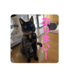 もこたいぽん！（個別スタンプ：1）