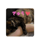 もこたいぽん！（個別スタンプ：3）