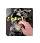 もこたいぽん！（個別スタンプ：5）