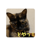 もこたいぽん！（個別スタンプ：7）