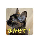 もこたいぽん！（個別スタンプ：8）