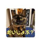 もこたいぽん！（個別スタンプ：9）