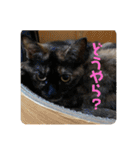 もこたいぽん！（個別スタンプ：10）