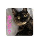 もこたいぽん！（個別スタンプ：11）
