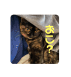 もこたいぽん！（個別スタンプ：12）
