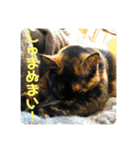 もこたいぽん！（個別スタンプ：13）