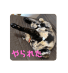 もこたいぽん！（個別スタンプ：15）