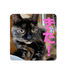 もこたいぽん！（個別スタンプ：16）
