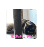 もこたいぽん！（個別スタンプ：17）