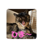 もこたいぽん！（個別スタンプ：21）