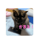 もこたいぽん！（個別スタンプ：22）