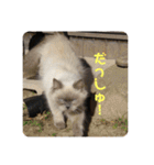 もこたいぽん！（個別スタンプ：24）
