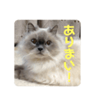 もこたいぽん！（個別スタンプ：25）