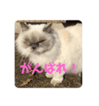 もこたいぽん！（個別スタンプ：26）