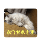 もこたいぽん！（個別スタンプ：27）