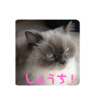 もこたいぽん！（個別スタンプ：28）