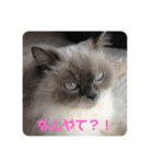 もこたいぽん！（個別スタンプ：29）