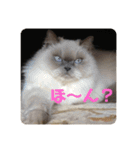 もこたいぽん！（個別スタンプ：30）
