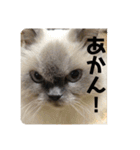 もこたいぽん！（個別スタンプ：33）