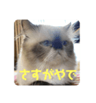 もこたいぽん！（個別スタンプ：38）